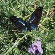 Load image into Gallery viewer, Glass Butterfly #5 -Blue/Pink, Small