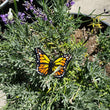 Load image into Gallery viewer, Glass Butterfly #1 - Yellow/Orange, Small
