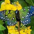 Load image into Gallery viewer, Glass Butterfly #6 -Green/Blue, Small