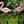 Load image into Gallery viewer, Garden Stake: Flamingo
